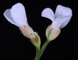 Cardamine integra. Flowers with 2 and 3 petals.
 Image: P.B. Heenan © Landcare Research 2019 CC BY 3.0 NZ